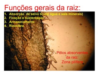 Funções gerais da raiz:
1.   Absorção de seiva bruta( água e sais minerais)
2.   Fixação e sustentação
3.   Armazenamento
4.   Rizosfera




                                  Pêlos absorventes
                                       da raiz:
                                     Zona pilífera
 
