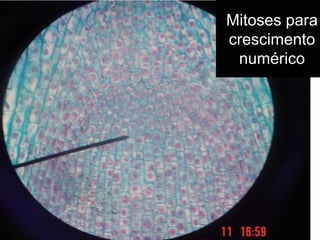 sub- apical:
Mitoses para
crescimento
 numérico
 
