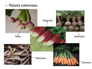 • Raízes tuberosas:



                      Rabanete




     Nabo                        beterraba




                 Mandioca
                                        Cenoura
 