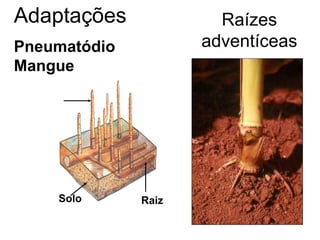 Adaptações             Raízes
Pneumatódio          adventíceas
Mangue




    Solo      Raiz
 