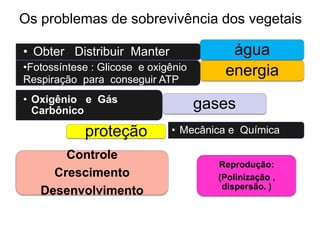 Os problemas de sobrevivência dos vegetais

• Obter Distribuir Manter                água
•Fotossíntese : Glicose e oxigênio      energia
Respiração para conseguir ATP
• Oxigênio e Gás
  Carbônico                          gases
            proteção          • Mecânica e Química

       Controle
                                       Reprodução:
     Crescimento                       (Polinização ,
                                        dispersão. )
   Desenvolvimento
 
