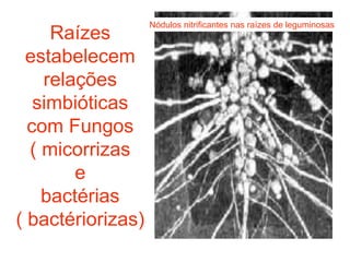 Nódulos nitrificantes nas raízes de leguminosas
     Raízes
 estabelecem
    relações
   simbióticas
  com Fungos
  ( micorrizas
        e
    bactérias
( bactériorizas)
 