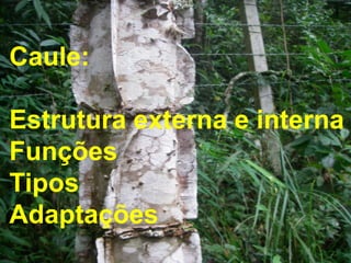 Caule:

Estrutura externa e interna
Funções
Tipos
Adaptações
 