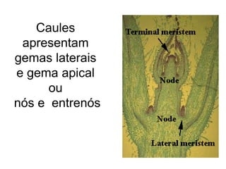 Caules
 apresentam
gemas laterais
e gema apical
      ou
nós e entrenós
 
