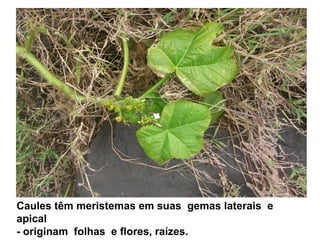 Caules têm meristemas em suas gemas laterais e
apical
- originam folhas e flores, raízes.
 