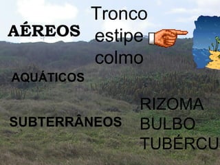 Tronco
AÉREOS estipe
       colmo
AQUÁTICOS

               RIZOMA
SUBTERRÂNEOS   BULBO
               TUBÉRCUL
 