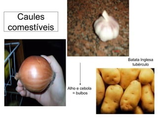 Caules
comestíveis


                              Batata Inglesa
                                tubérculo




              Alho e cebola
                 = bulbos
 
