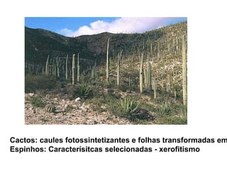 Cactos: caules fotossintetizantes e folhas transformadas em
Espinhos: Caracterísitcas selecionadas - xerofitismo
 