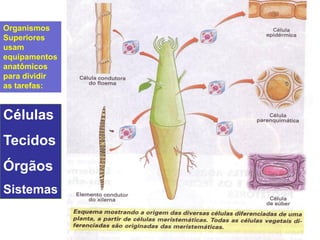 Organismos
Superiores
usam
equipamentos
anatômicos
para dividir
as tarefas:


Células
Tecidos
Órgãos
Sistemas
 