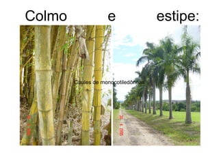 Colmo               e                estipe:



        Caules de monocotiledôneas
 