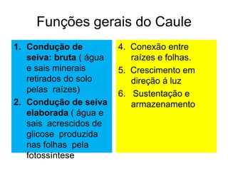 Funções gerais do Caule
1. Condução de           4. Conexão entre
   seiva: bruta ( água      raízes e folhas.
   e sais minerais       5. Crescimento em
   retirados do solo        direção á luz
   pelas raízes)         6. Sustentação e
2. Condução de seiva        armazenamento
   elaborada ( água e
   sais acrescidos de
   glicose produzida
   nas folhas pela
   fotossíntese
 