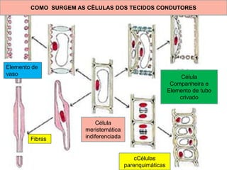 COMO SURGEM AS CËLULAS DOS TECIDOS CONDUTORES




Elemento de
vaso
                                                             Célula
                                                          Companheira e
                                                         Elemento de tubo
                                                             crivado



                           Célula
                      meristemática
        Fibras        indiferenciada


                                           cCélulas
                                       parenquimáticas
 