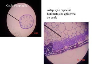Caule Pimpinella
                   Adaptação especial:
                   Estômatos na epiderme
                   do caule
 