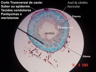 Corte Transversal de caule:                  Anel de câmbio
Súber ou epiderme                            fascicular
Tecidos condutores
Parêquimas e
                                                Floema
meristemas

                                       Parênquima
                              medula




                                                         Xilema
 