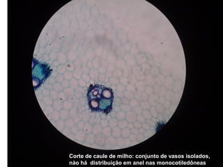 Corte de caule de milho: conjunto de vasos isolados,
nào há distribuição em anel nas monocotiledôneas
 