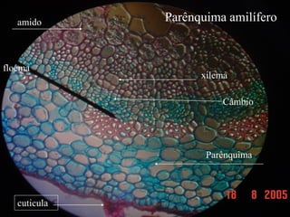 amido
   amido      Parênquima amilífero


floema
                    xilema

                        Câmbio




                     Parênquima




   cuticula
 