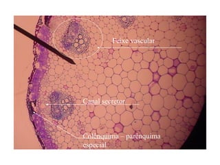 Feixe vascular




Canal secretor



Colênquima – parênquima
especial
 
