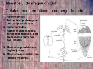 Meristos , do grego= dividir!

 Células meristemáticas: o começo de tudo!
1. Isodiamétricas
2. Totipontes ( podem gerar
   outros tipos celulares)
3. Indiferenciadas.
4. Fazem muitas mitoses,
   sendo responsáveis pelo
   crescimento numérico
   das plantas.

5. Meristema primário- em
   órgãos jovens
6. Meristemasecundário- em
   órgãos maduros.
 