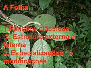 A Folha


1.Funções clássicas
 2. Estrutura externa e
interna
3. Especializações e
modificações
 