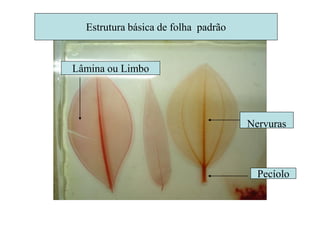 Estrutura básica de folha padrão


Lâmina ou Limbo




                                     Nervuras



                                       Pecíolo
 