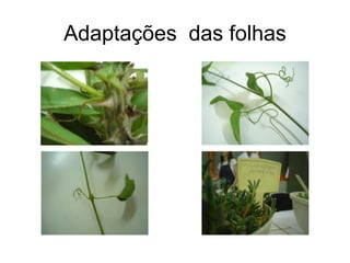 Adaptações das folhas




               Gavinhas
 