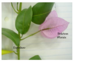 Brácteas
            Florais


Espinhos-
 