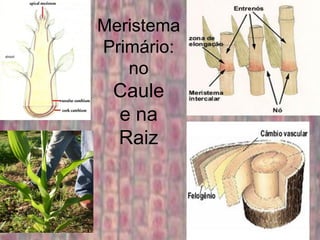 Meristema
Primário:
   no
 Caule
 e na
 Raiz
 