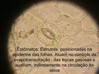 Estômatos: Estrutras posicionadas na
epiderme das folhas. Atuam no controle da
evapotranspiração , das trocas gasosas e
 auxiliam, indiretamente na circulação da
                   seiva
 