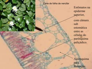 Corte de folha de nenúfar
                            Estômatos na
                            epiderme
                            superior,
                            com câmara
                            sub
                            estomática
                            entre as
                            células do
                            parênquima
                            paliçádico.




                            Aerênquima
                            para
                            flutuação
 