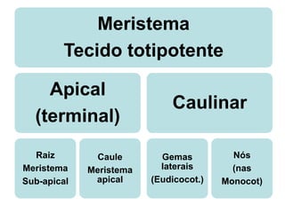 Meristema
        Tecido totipotente

    Apical
                             Caulinar
  (terminal)
  Raiz         Caule       Gemas          Nós
Meristema    Meristema     laterais       (nas
Sub-apical    apical     (Eudicocot.)   Monocot)
 