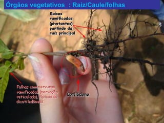 Órgãos vegetativos : Raiz/Caule/folhas
 