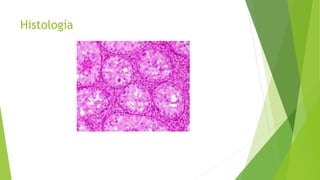 Histología
 