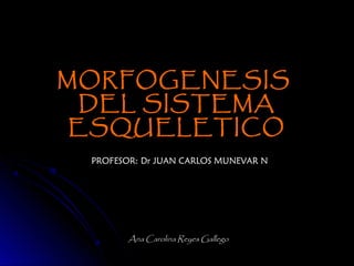 MORFOGENESIS
  DEL SISTEMA
 ESQUELETICO
 PROFESOR: Dr JUAN CARLOS MUNEVAR N




        Ana Carolina Reyes Gallego
 