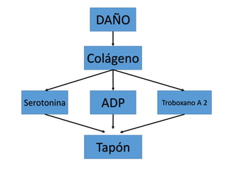 DAÑO
Colágeno
Troboxano A 2
ADP
Serotonina
Tapón
 