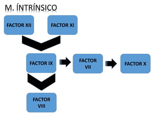M. ÍNTRÍNSICO
FACTOR XII FACTOR XI
FACTOR IX
FACTOR
VIII
FACTOR
VII
FACTOR X
 