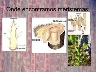 Onde encontramos meristemas:
 