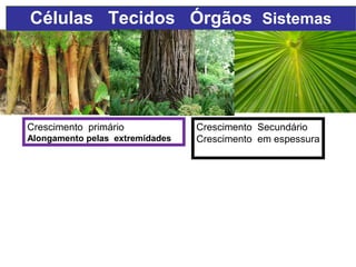 Células Tecidos Órgãos Sistemas
Crescimento primário
Alongamento pelas extremidades
Crescimento Secundário
Crescimento em espessura
 