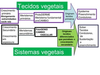 Tecidos vegetais
Crescimento
primário
Alongamento
extremidades:
caule raiz
Meristemas
primários
ProtoDERME
Meristema fundamental
proCAMBIO
Crescimento
Secundário
Crescimento
em
espessura
FeloGENIO
CAMBIO
VASCULAR
Originam
tecidos
primários
Epiderme
Preenchimento
Condutores
Meristemas
secundários
Súber
Tecidos
Condutores,
de
Sustentação
e
preenchimento
Sistemas vegetais
 