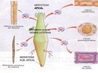 MERISTEMA
SUB- APICAL
Meristema caulinar
GEMAS LATERAIS
 