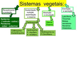 Sistemas vegetais:
Revestimento
e proteção
Sustentação ,
nutrição
assimilação
e reserva
Excreção
e secreção
Absorção
e circulação
Epiderme
( cutícula - cutina )
Periderme
- súber - suberina)
Parênquimas
Aerênquima
P. Aquífero
P. Amilifero
Colênquima
Esclerênquima
Clorênquima ou
P.Clorofiliano
Xilema
Floema
Laticíferos
Tricomas
Bolsas
secretoras
Nectários
Hidatódios
 