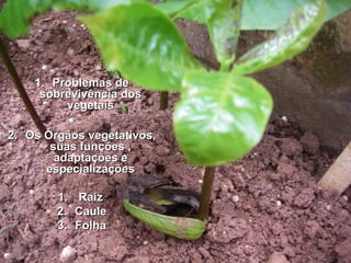 1.1. Problemas deProblemas de
sobrevivência dossobrevivência dos
vegetaisvegetais
2.2. Os Órgãos vegetativos,Os Órgãos vegetativos,
suas funções ,suas funções ,
adaptações eadaptações e
especializaçõesespecializações
1.1. RaizRaiz
2.2. CauleCaule
3.3. FolhaFolha
 