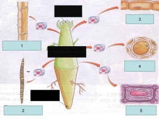 MERISTEMA
SUB- APICAL
Meristema caulinar
GEMAS LATERAIS
2
1
4
3
5
 