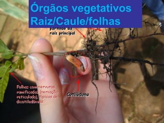Órgãos vegetativos
Raiz/Caule/folhas
 