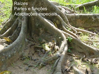 Raízes
Partes e funções
Adaptações especiais
 