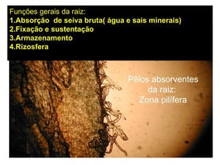 Pêlos absorventes
da raiz:
Zona pilífera
Funções gerais da raiz:
1.Absorção de seiva bruta( água e sais minerais)
2.Fixação e sustentação
3.Armazenamento
4.Rizosfera
 