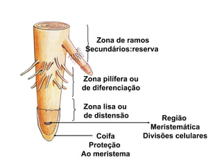Zona de ramos
Secundários:reserva
Zona pilífera ou
de diferenciação
Zona lisa ou
de distensão Região
Meristemática
Divisões celularesCoifa
Proteção
Ao meristema
 