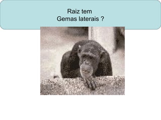 Raiz tem
Gemas laterais ?
 