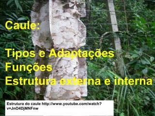 Caule:
Tipos e Adaptações
Funções
Estrutura externa e interna
Estrutura do caule http://www.youtube.com/watch?
v=JnO4DjMNFnw
 