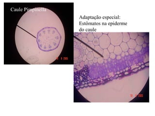 Caule Pimpinella
Adaptação especial:
Estômatos na epiderme
do caule
 