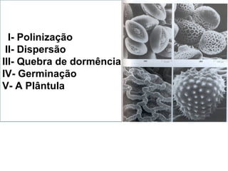 I- Polinização
II- Dispersão
III- Quebra de dormência
IV- Germinação
V- A Plântula
 